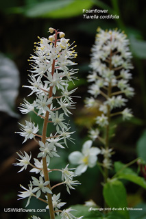Tiarella cordifolia 