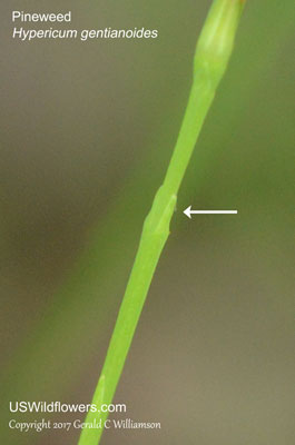 Hypericum gentianoides
