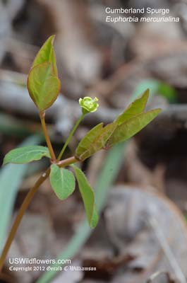 Euphorbia mercurialina