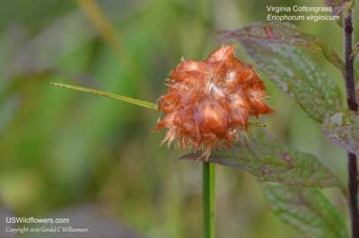 Eriophorum virginicum
