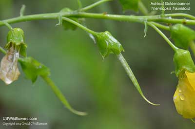 Thermopsis fraxinifolia