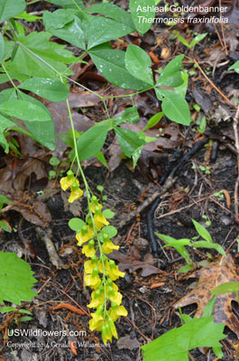 Thermopsis fraxinifolia
