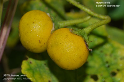 Solanum carolinense